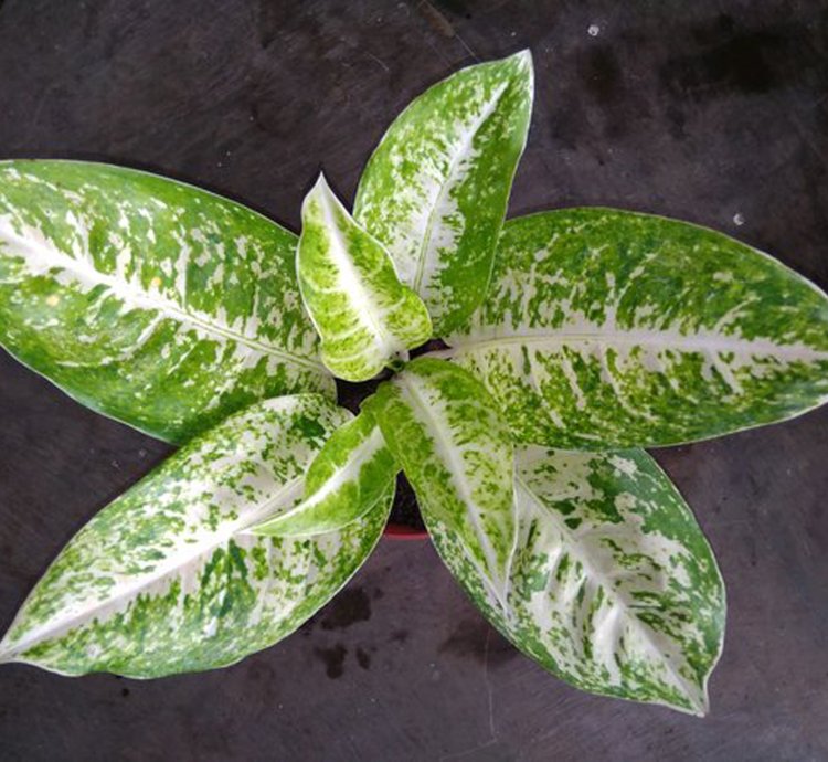 Aglaonema Big Roy White