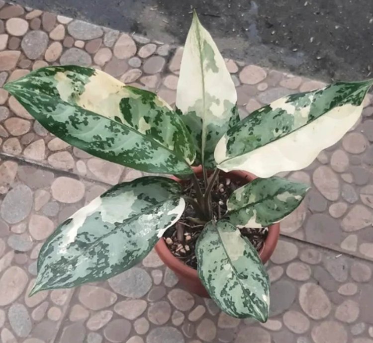 Aglaonema Commutatum