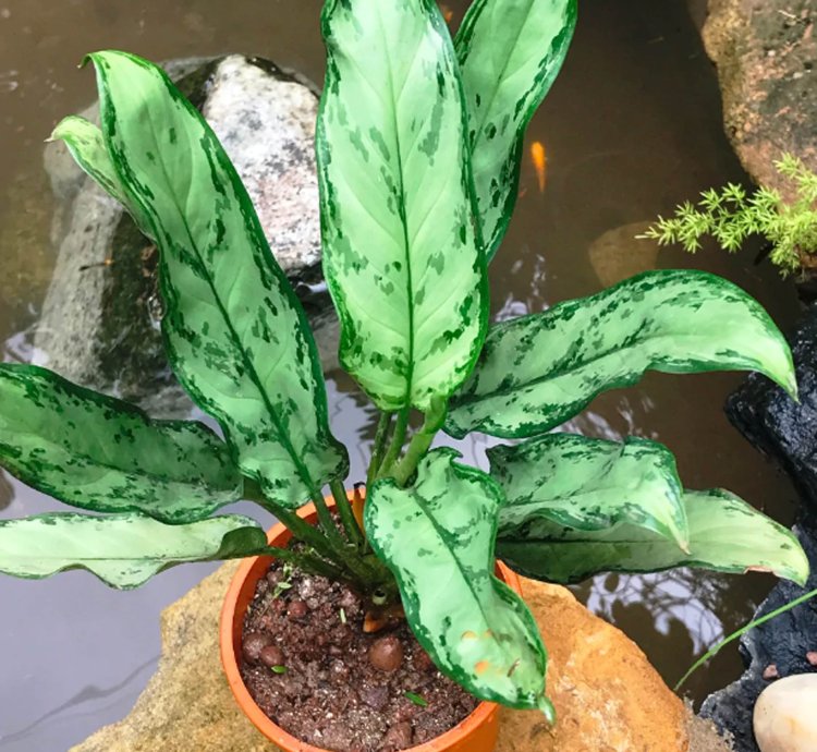 Aglaonema Commutatum