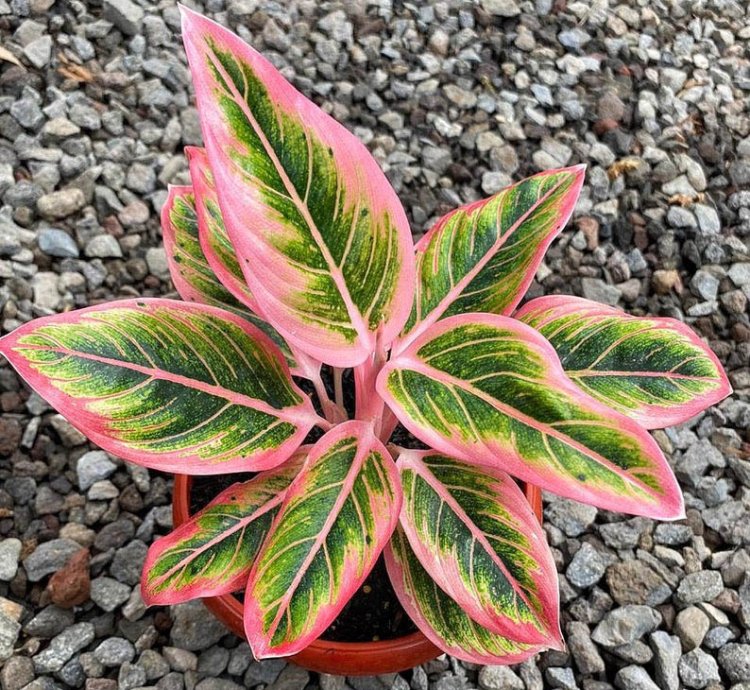 Aglaonema Lotus Delight