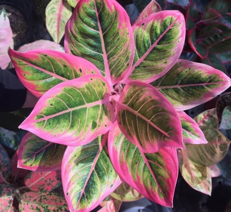 Aglaonema Lotus Delight