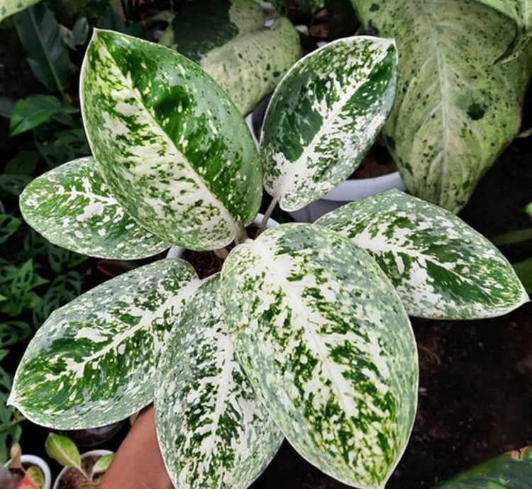 Aglaonema Milky Way