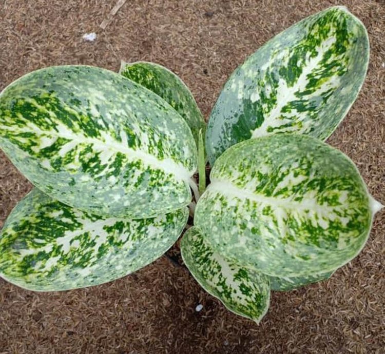 Aglaonema Milky Way