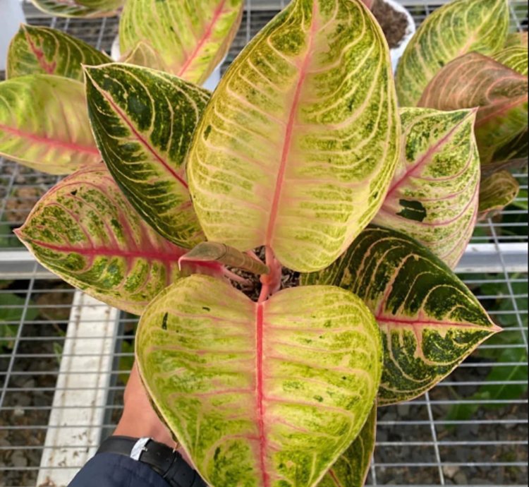 Aglaonema Moonlight