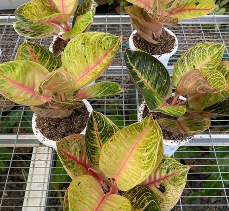 Aglaonema Moonlight
