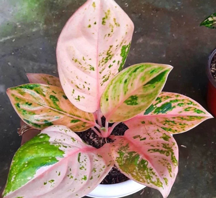 Aglaonema Obama