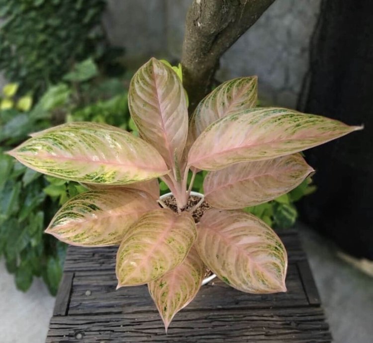 Aglaonema Obama