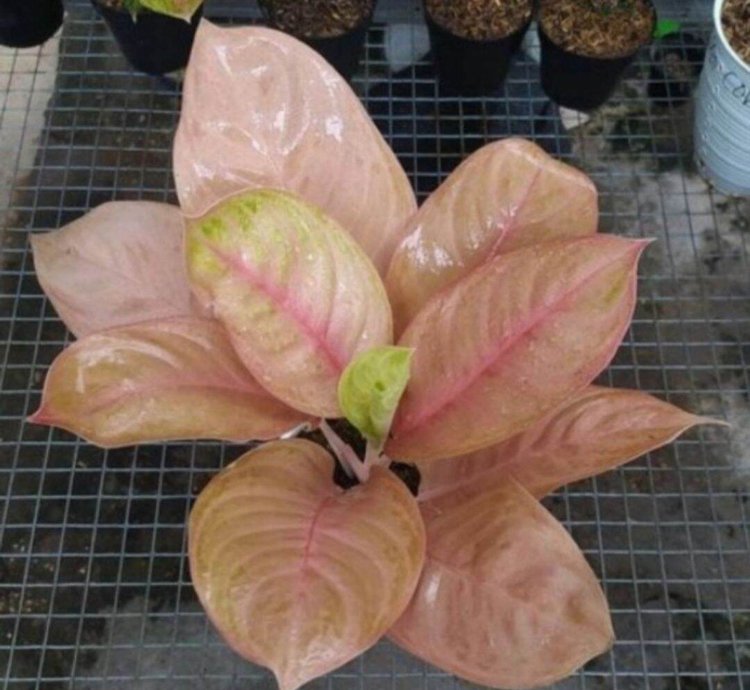 Aglaonema Obama
