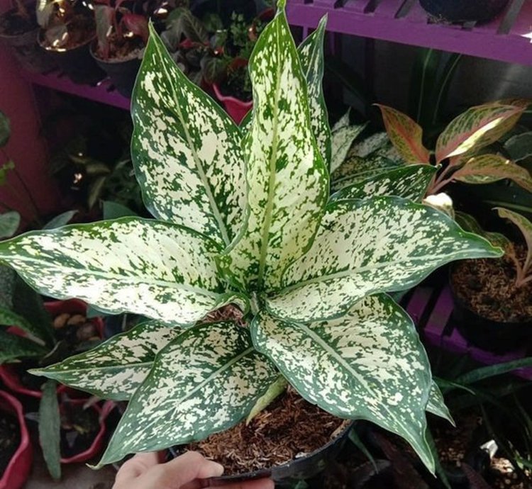 Aglaonema Snow White