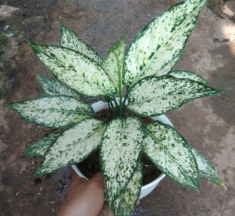 Aglaonema Snow White