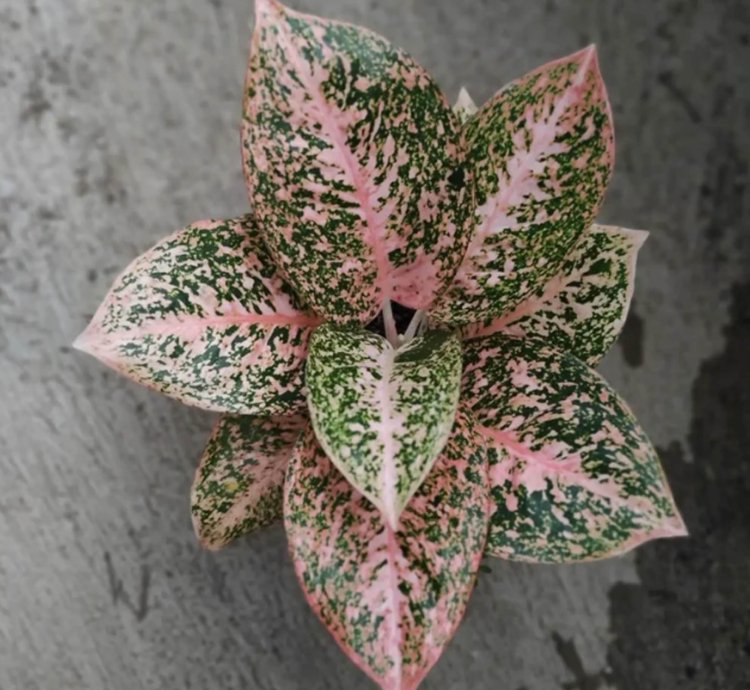 Aglaonema Stardust Orange