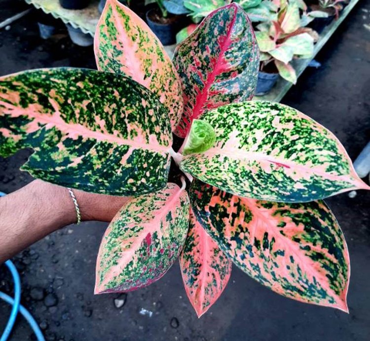 Aglaonema Stardust Orange