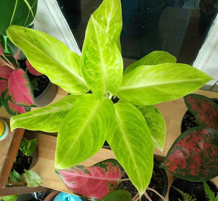 Aglaonema Sundrop