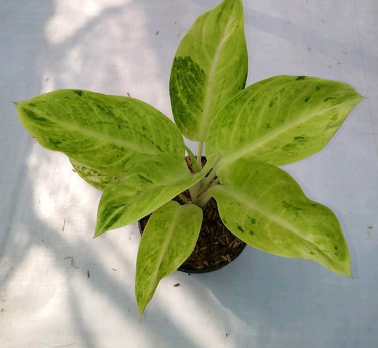 Aglaonema Sundrop