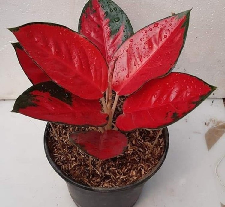 Aglonema Red Suksom Jaipong