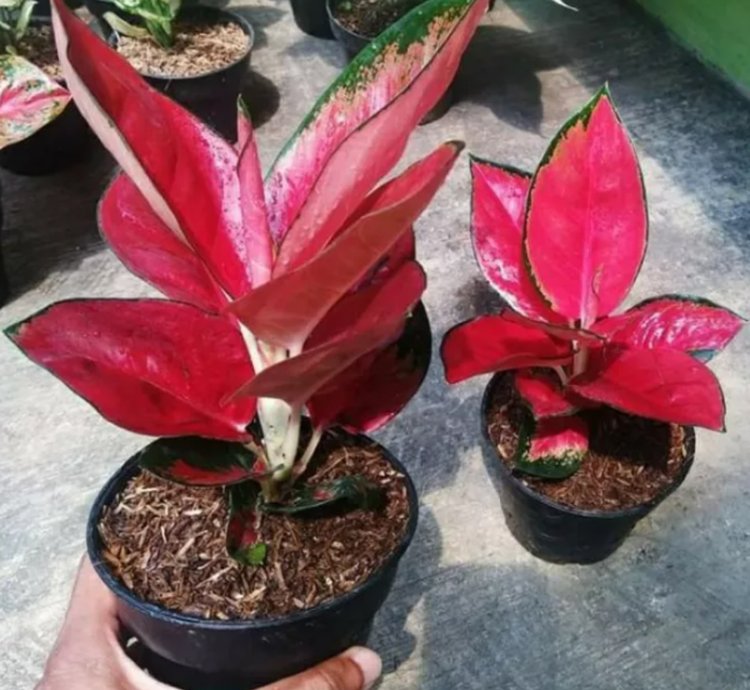 Aglonema Red Suksom Jaipong