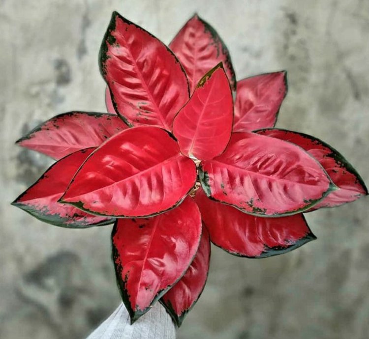 Aglonema Red Suksom Jaipong