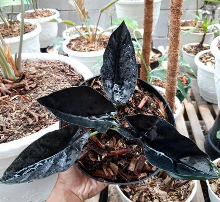 Alocasia Black Infernalis