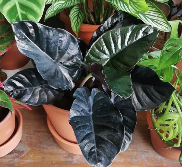 Alocasia Black Infernalis