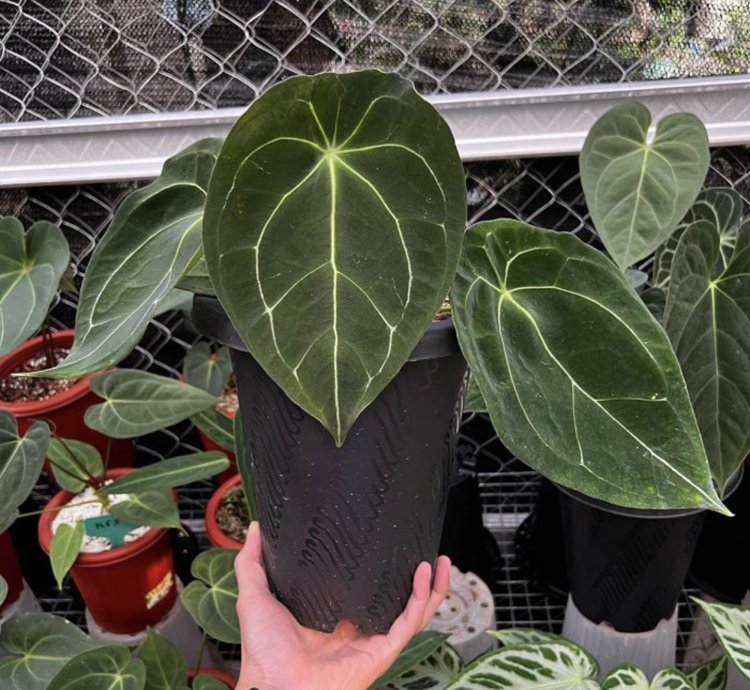 Anthurium Forgetii