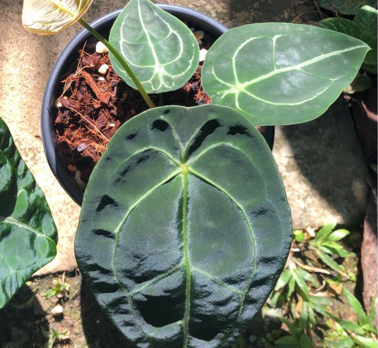 Anthurium Forgetii