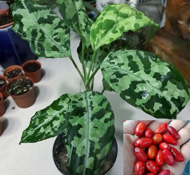 Bulbs Agalonema Pictum Tricolor
