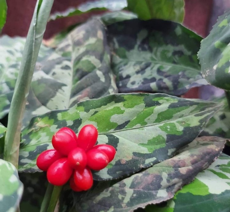 Bulbs Agalonema Pictum Tricolor