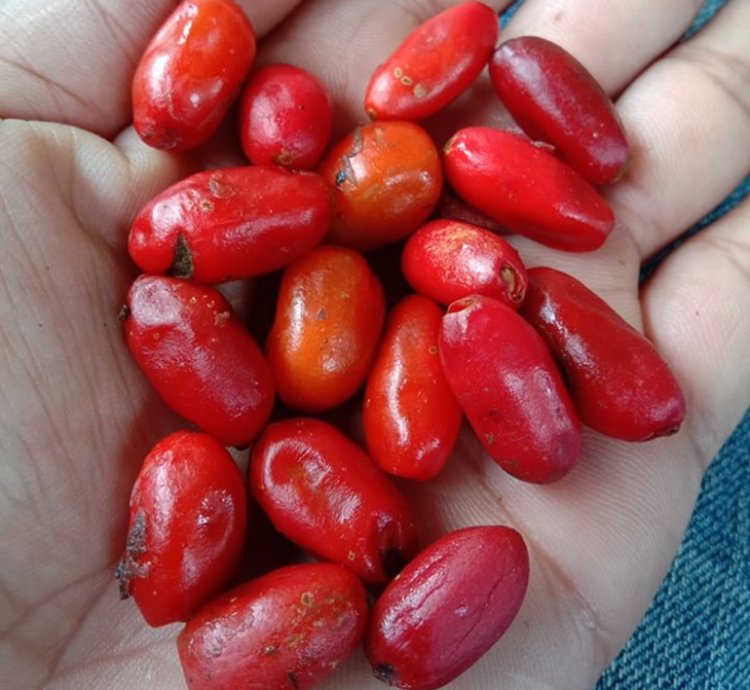 Bulbs Agalonema Pictum Tricolor