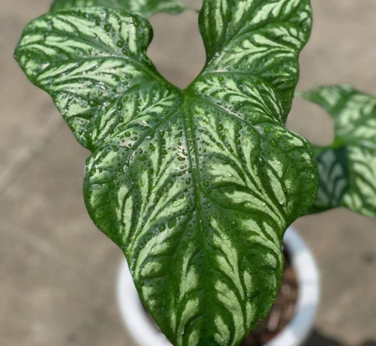 Cercestis Mirabilis
