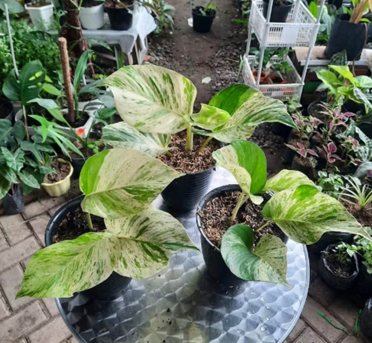 Epipremnum Marble Queen Large Size
