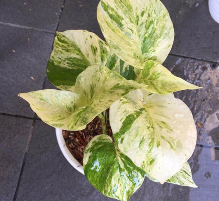 Epipremnum Marble Queen Large Size