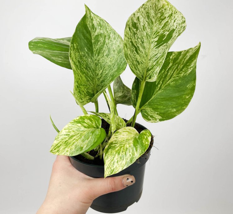 Epipremnum Marble Queen Large Size