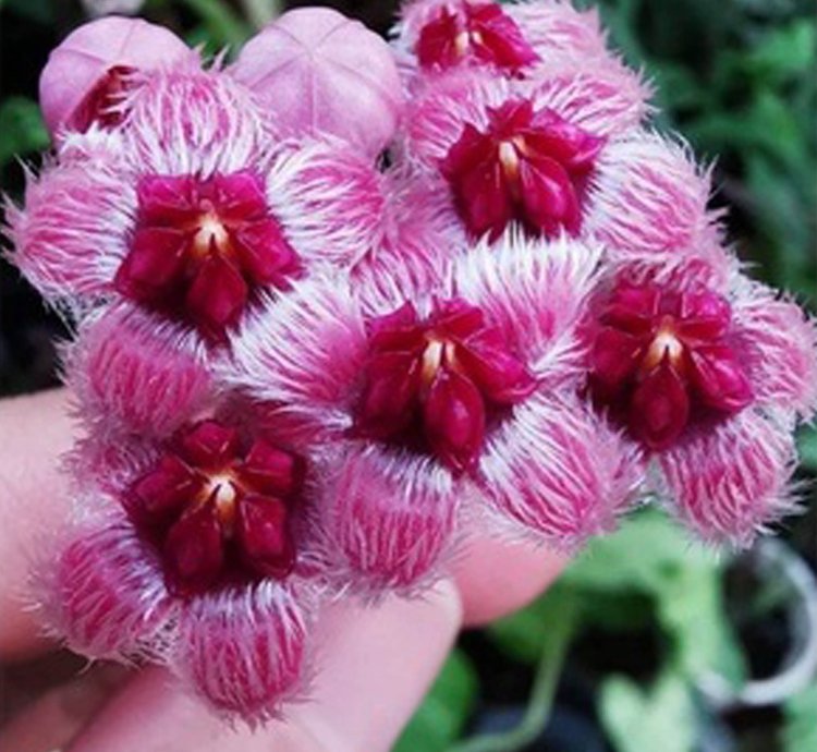 Hoya Sulawesiana Red