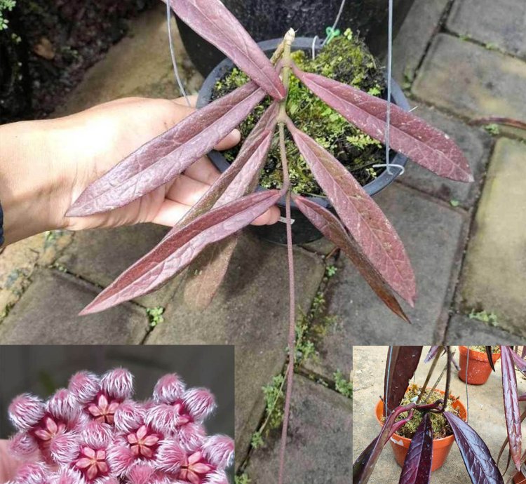 Hoya Sulawesiana Red