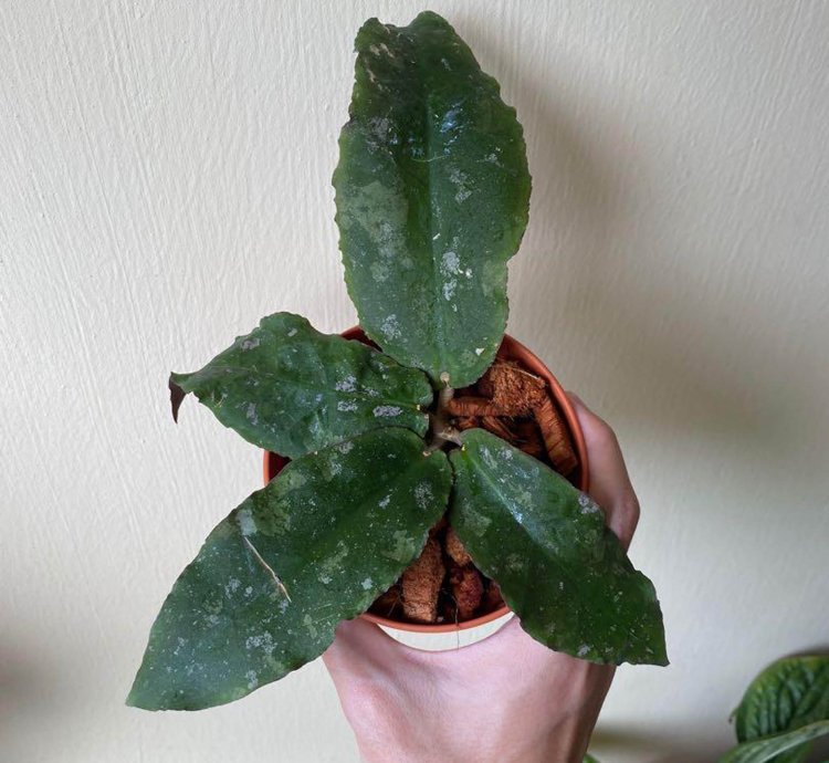 Hoya Undulata