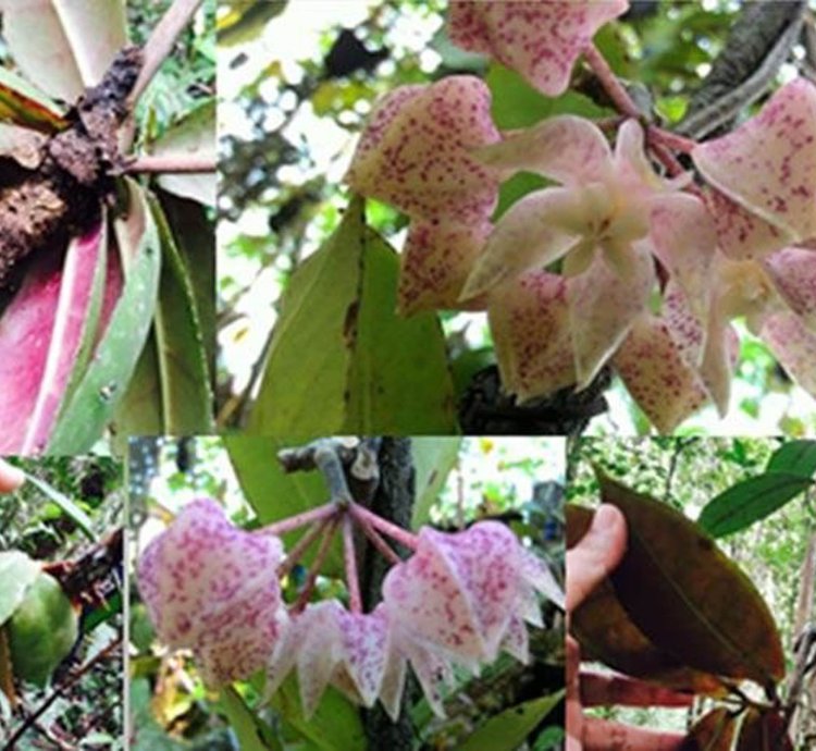 Hoya Undulata