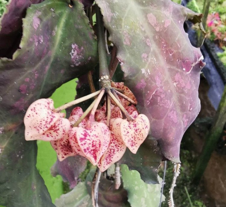 Hoya Undulata