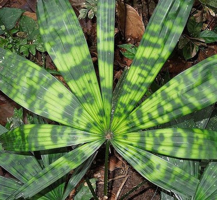 Licuala Kalimantan Mottled (Mapu) Variegated palm seed