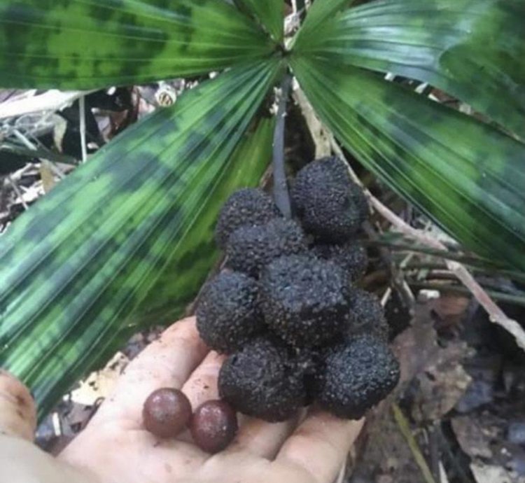 Licuala Kalimantan Mottled (Mapu) Variegated palm seed