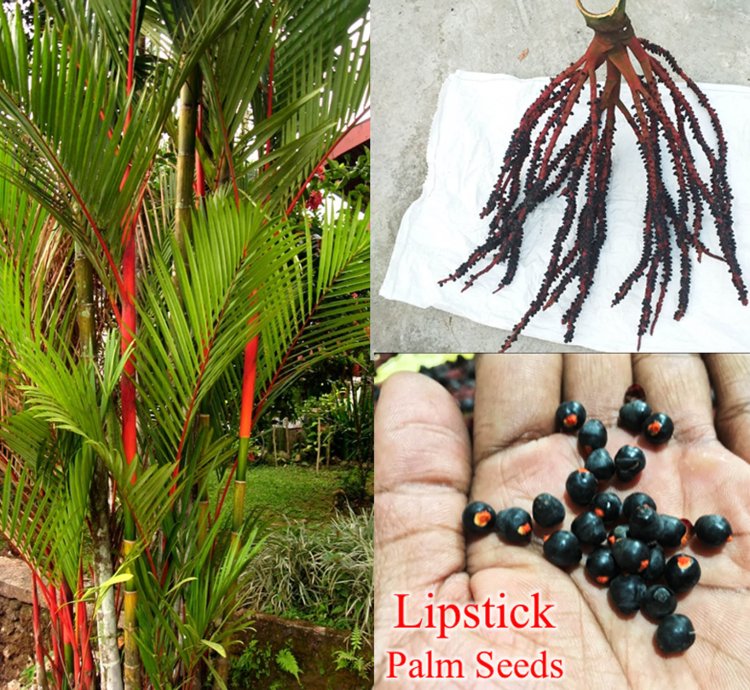 Lipstick Red Palm 10 Seeds Cyrtostachys Renda