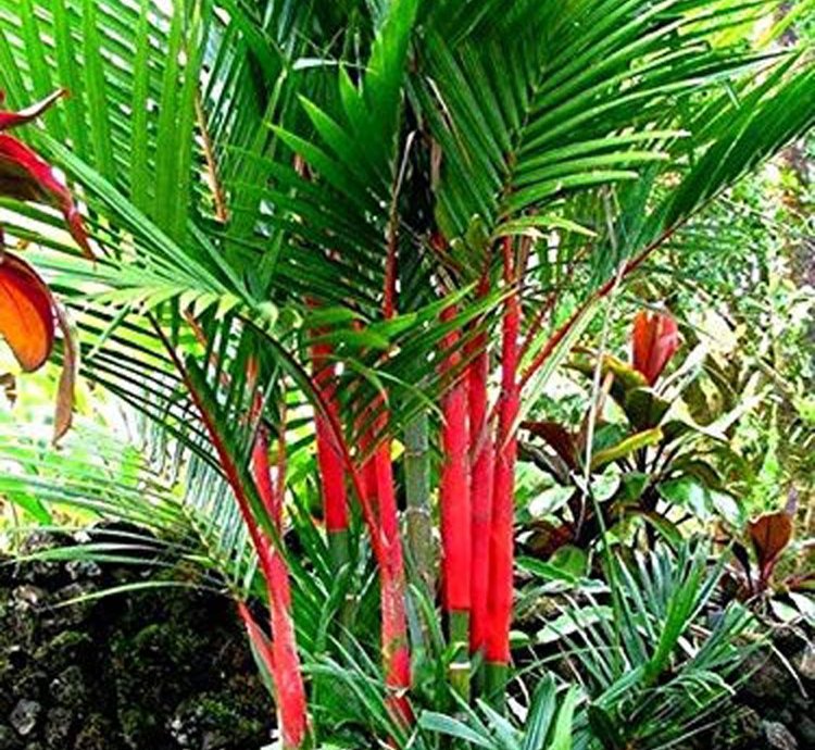 Lipstick Red Palm 10 Seeds Cyrtostachys Renda