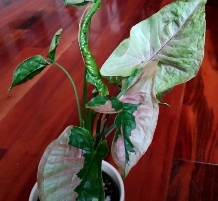 Syngonium Pink Lava Beauty 14 Tall Not Anthurium Philodendron Monstera