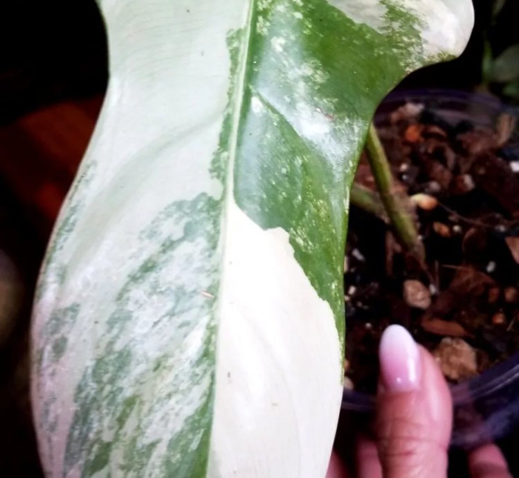 Marble Variegated Philodendron Bipennifolium 15 Wide Aroid