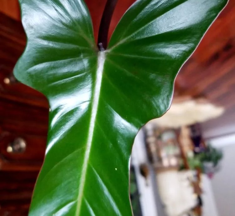 Philodendron Florida Bronze 26 Wide 12 Leaf Not Monstera Anthurium