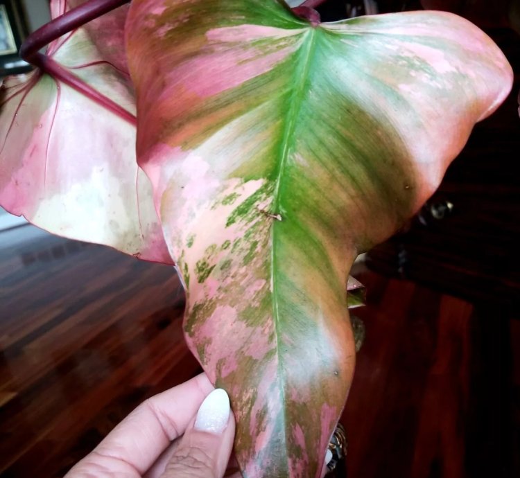 Pink Variegated Philodendron Strawberry Shake 18 Wide