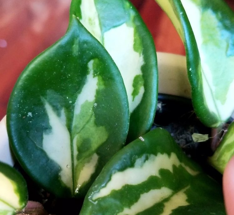 Variegated Hoya cv Greenlight Not Aroid Monstera Syngonium Philodendron