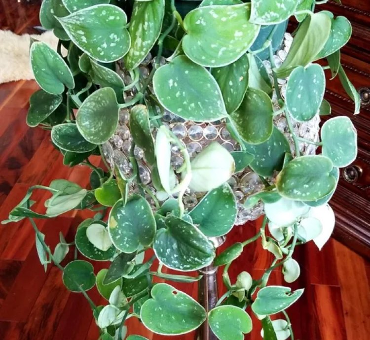Mutant Scindapsus Argyraeus 40 Long not Monstera Aroid Philodendron