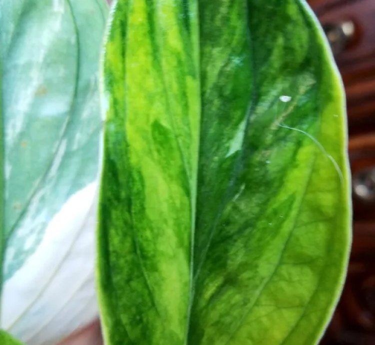 Variegated Monstera Karstenianum Peru 14 Tall