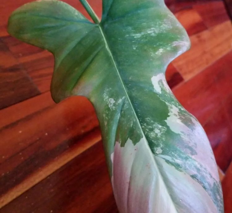 Pink Variegated Philodendron Bipennifolium 21 Wide Aroid