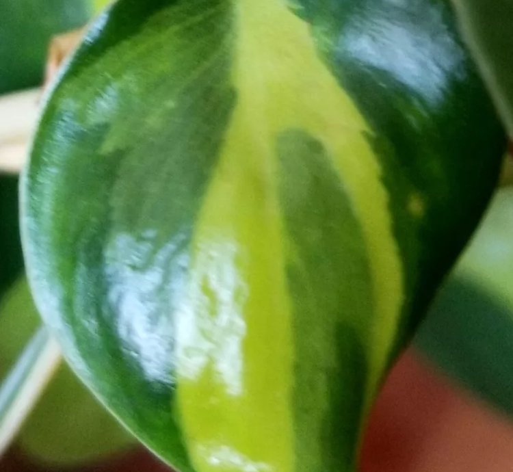 Philodendron Hederaceum Variegata Carnivall Aroid
